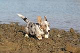 CORGI CARDIGAN 236
